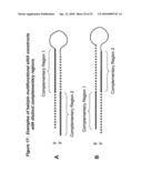 RNA INTERFERENCE MEDIATED INHIBITION OF CHECKPOINT KINASE-1 (CHK-1) GENE EXPRESSION USING SHORT INTERFERING NUCLEIC ACID (siNA) diagram and image