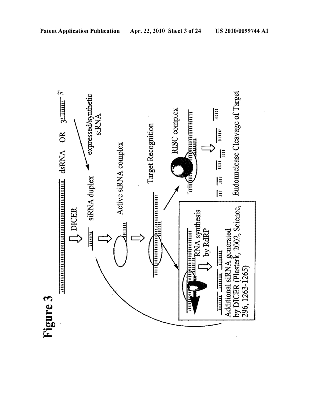 RNA INTERFERENCE MEDIATED INHIBITION OF MATRIX METALLOPROTEINASE 13 (MMP13) GENE EXPRESSION USING SHORT INTERFERING NUCLEIC ACID (siNA) - diagram, schematic, and image 04