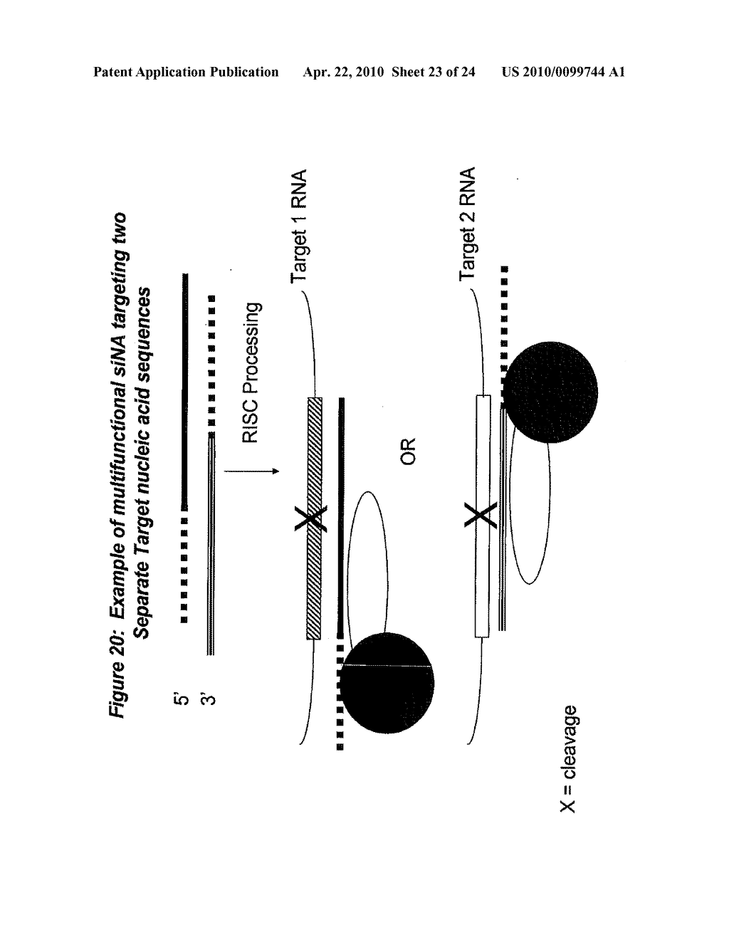 RNA INTERFERENCE MEDIATED INHIBITION OF MATRIX METALLOPROTEINASE 13 (MMP13) GENE EXPRESSION USING SHORT INTERFERING NUCLEIC ACID (siNA) - diagram, schematic, and image 24