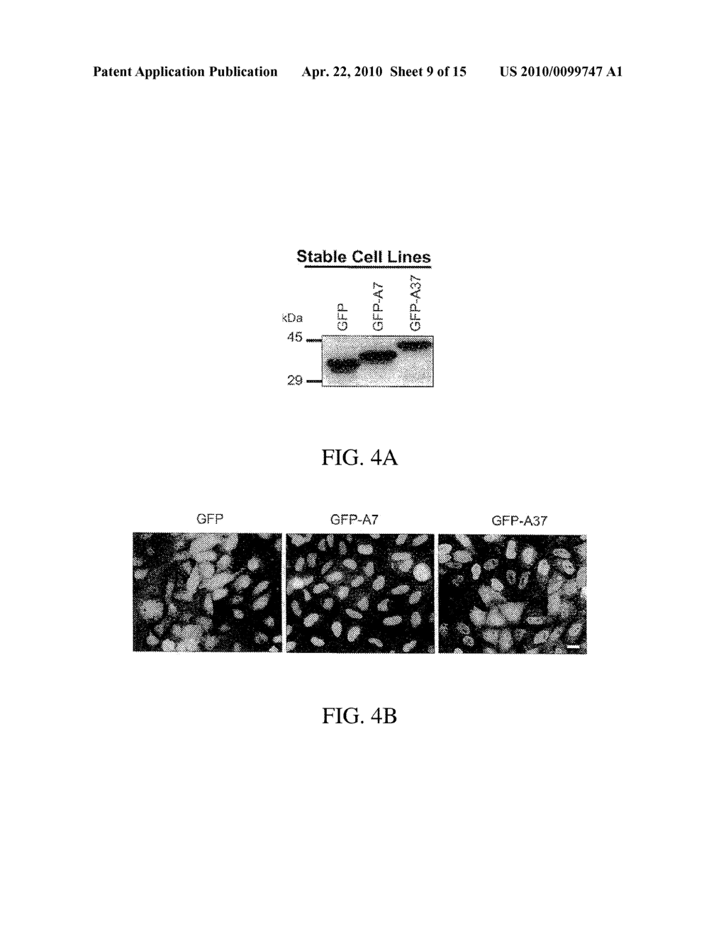 REDUCTION OF POLYALANINE-INDUCED PROTEIN AGGREGATES AND TOXICITY BY UBIQUILIN - diagram, schematic, and image 10