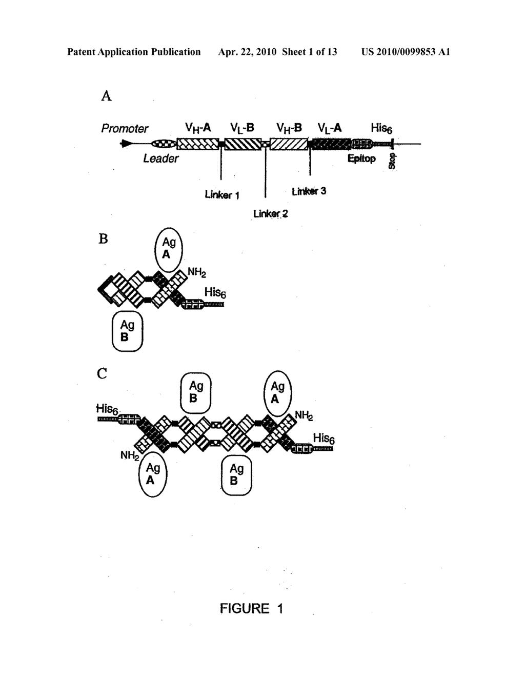 Multivalent Antibody Constructs - diagram, schematic, and image 02