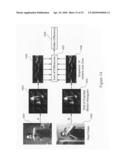 SYSTEM, METHOD AND COMPUTER-ACCESSIBLE MEDIUM FOR PROVIDING BODY SIGNATURE RECOGNITION diagram and image