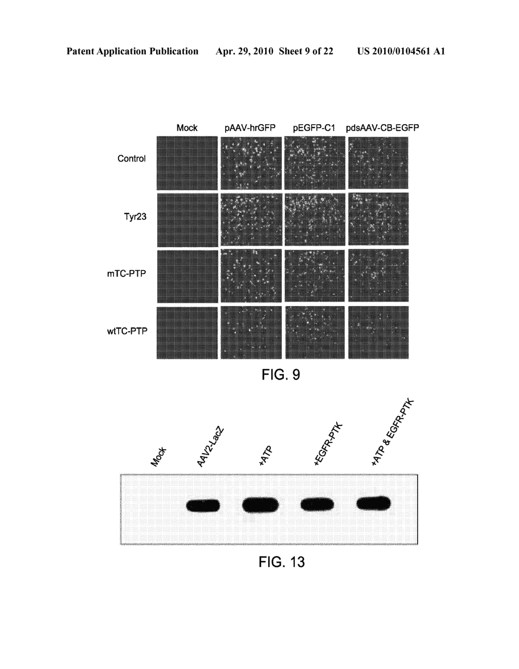 TYROSINE-MODIFIED RECOMBINANT rAAV VECTOR COMPOSITIONS AND METHODS FOR USE - diagram, schematic, and image 10