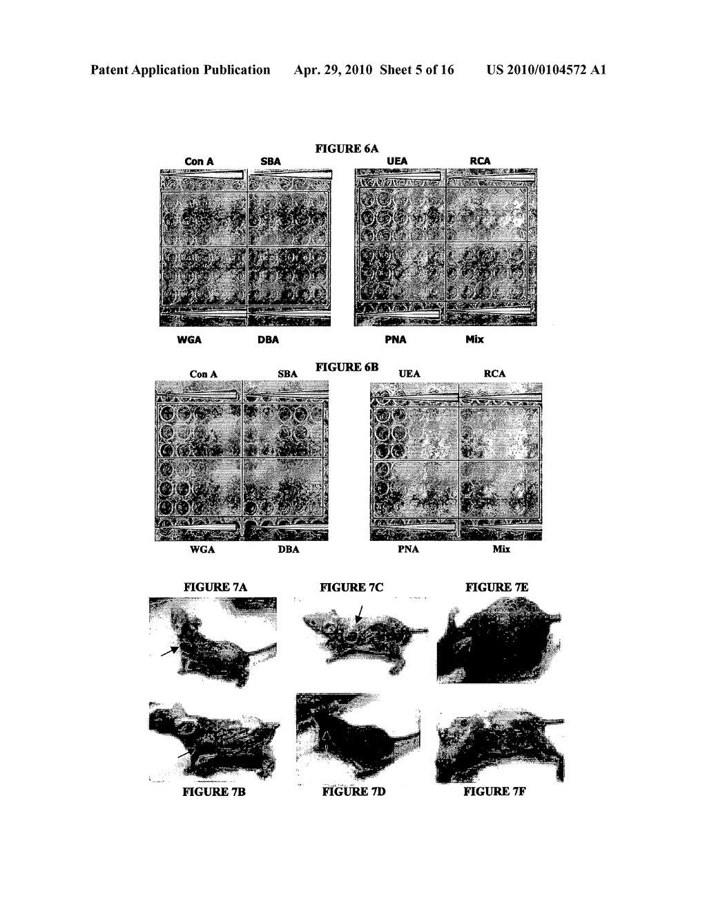 METHODS FOR SCREENING FOR THERAPEUTIC MOLECULES AND USE OF THE MOLECULES THEREFROM - diagram, schematic, and image 06