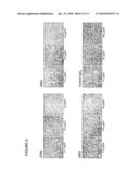 POLYNUCLEOTIDES AND POLYPEPTIDE SEQUENCES INVOLVED IN THE PROCESS OF BONE REMODELING diagram and image