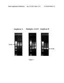 REAGENTS AND METHODS FOR DETECTING CYP2D6 POLYMORPHISMS diagram and image