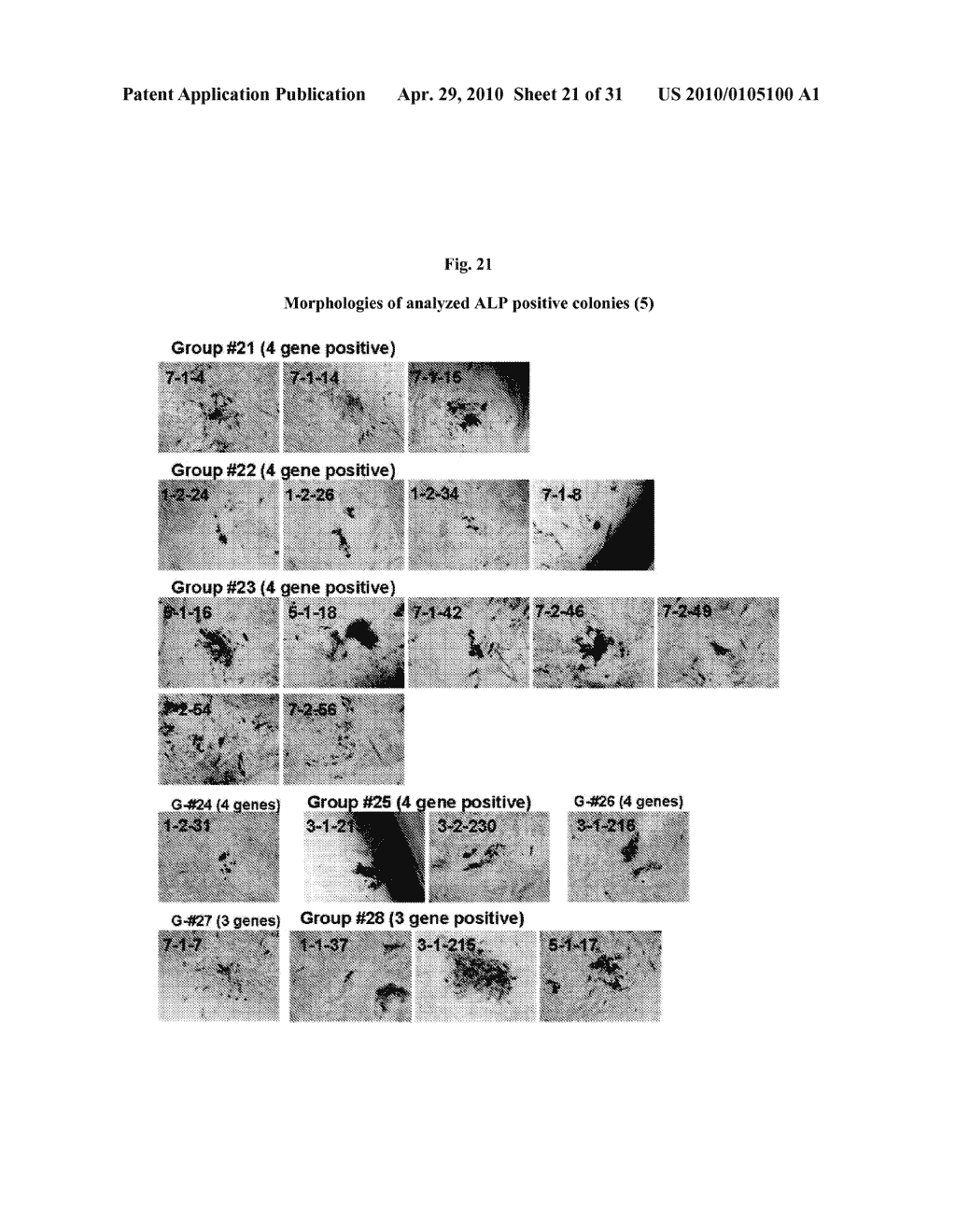 MULTIPOTENT/PLURIPOTENT CELLS AND METHODS - diagram, schematic, and image 22