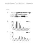 PLAICE DNA TRANSPOSON SYSTEM diagram and image