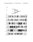 PLAICE DNA TRANSPOSON SYSTEM diagram and image