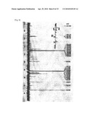 FLUORESCENT DYE-LABELED GLUCOSE BIOPROBE, SYNTHESIS METHOD AND USAGE THEREOF diagram and image