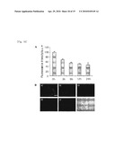 FLUORESCENT DYE-LABELED GLUCOSE BIOPROBE, SYNTHESIS METHOD AND USAGE THEREOF diagram and image