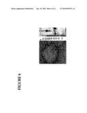 Novel Druggable Regions in the Dengue Virus Envelope Glycoprotein and Methods of Using the Same diagram and image