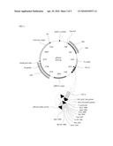 VECTOR AND MICROORGANISM FOR INCREASING GALACTOSE CATABOLISM AND METHODS THEREFOR diagram and image