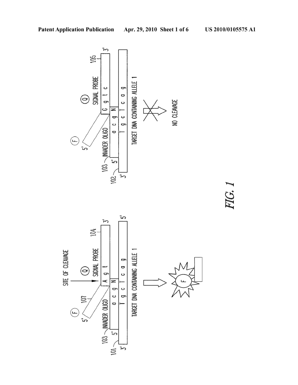 SINGLE NUCLEOTIDE POLYMORPHISM GENOTYPING DETECTION VIA THE REAL-TIME INVADER ASSAY MICROARRAY PLATFORM - diagram, schematic, and image 02