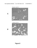 FATTY ACID FORMULATIONS AND ORAL DELIVERY OF PROTEINS AND PEPTIDES, AND USES THEREOF diagram and image