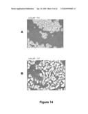 FATTY ACID FORMULATIONS AND ORAL DELIVERY OF PROTEINS AND PEPTIDES, AND USES THEREOF diagram and image