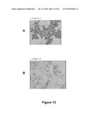 FATTY ACID FORMULATIONS AND ORAL DELIVERY OF PROTEINS AND PEPTIDES, AND USES THEREOF diagram and image