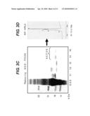 METHOD OF TREATING RESPIRATORY DISORDERS diagram and image