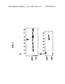 Product and Methods for Diagnosis and Therapy for Cardiac and Skeletal Muscle Disorders diagram and image