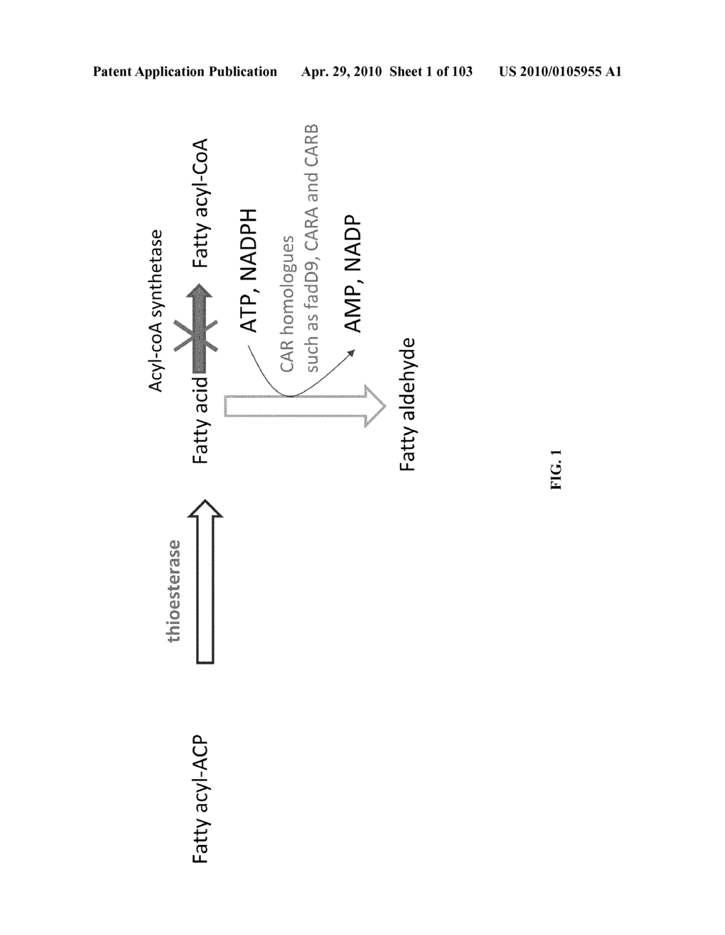 METHODS AND COMPOSITIONS FOR PRODUCING FATTY ALDEHYDES - diagram, schematic, and image 02