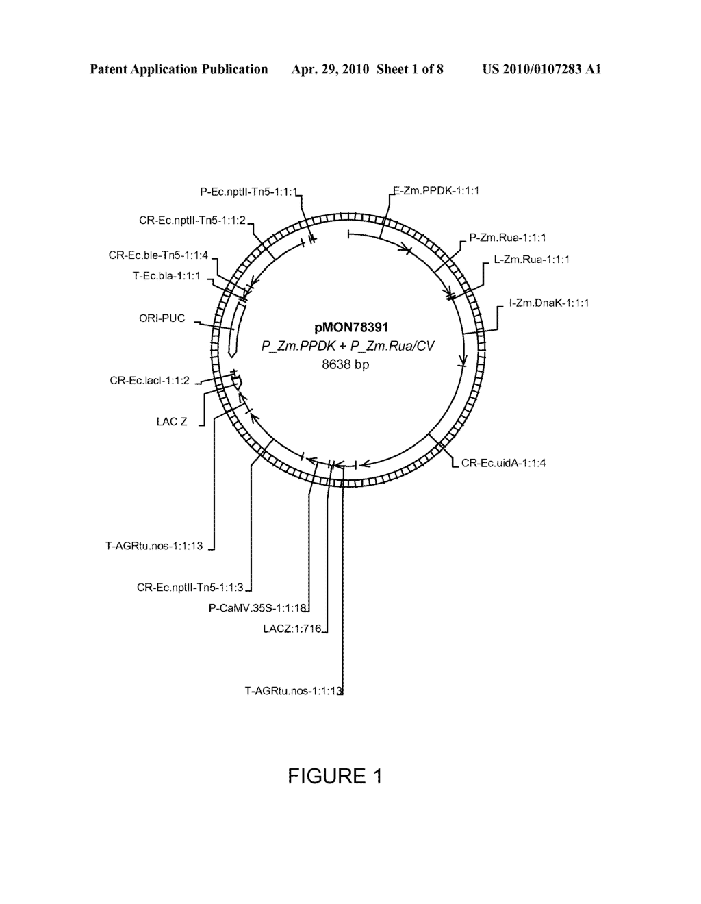 Chimeric Regulatory Elements for Gene Expression in Leaf Mesophyll and Bundle Sheath Cells - diagram, schematic, and image 02