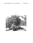 Almond tree named  Matan  diagram and image