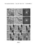 4D IMAGING IN AN ULTRAFAST ELECTRON MICROSCOPE diagram and image