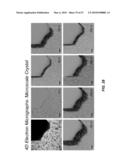 4D IMAGING IN AN ULTRAFAST ELECTRON MICROSCOPE diagram and image