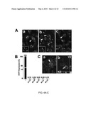 Induction of Renal Cells for Treatment of Kidney Disease diagram and image