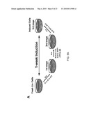 Induction of Renal Cells for Treatment of Kidney Disease diagram and image