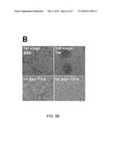 Induction of Renal Cells for Treatment of Kidney Disease diagram and image