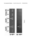 Induction of Renal Cells for Treatment of Kidney Disease diagram and image