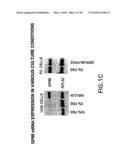 Methods and kits for diagnosis tumorgenicity diagram and image