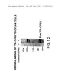 Methods and kits for diagnosis tumorgenicity diagram and image