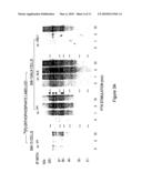 PLEIOTROPHIN GROWTH FACTOR RECEPTOR FOR THE TREATMENT OF PROLIFERATIVE, VASCULAR AND NEUROLOGICAL DISORDERS diagram and image