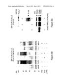 PLEIOTROPHIN GROWTH FACTOR RECEPTOR FOR THE TREATMENT OF PROLIFERATIVE, VASCULAR AND NEUROLOGICAL DISORDERS diagram and image