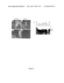 PLEIOTROPHIN GROWTH FACTOR RECEPTOR FOR THE TREATMENT OF PROLIFERATIVE, VASCULAR AND NEUROLOGICAL DISORDERS diagram and image