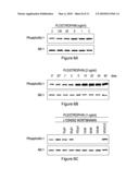 PLEIOTROPHIN GROWTH FACTOR RECEPTOR FOR THE TREATMENT OF PROLIFERATIVE, VASCULAR AND NEUROLOGICAL DISORDERS diagram and image