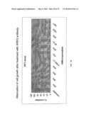 COMBINATION THERAPY diagram and image