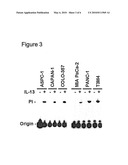 IL-4 RECEPTOR AND IL-13 AS PROGNOSTIC MARKERS FOR COLON AND PANCREAS TUMORS diagram and image