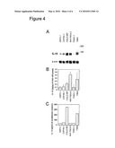 IL-4 RECEPTOR AND IL-13 AS PROGNOSTIC MARKERS FOR COLON AND PANCREAS TUMORS diagram and image