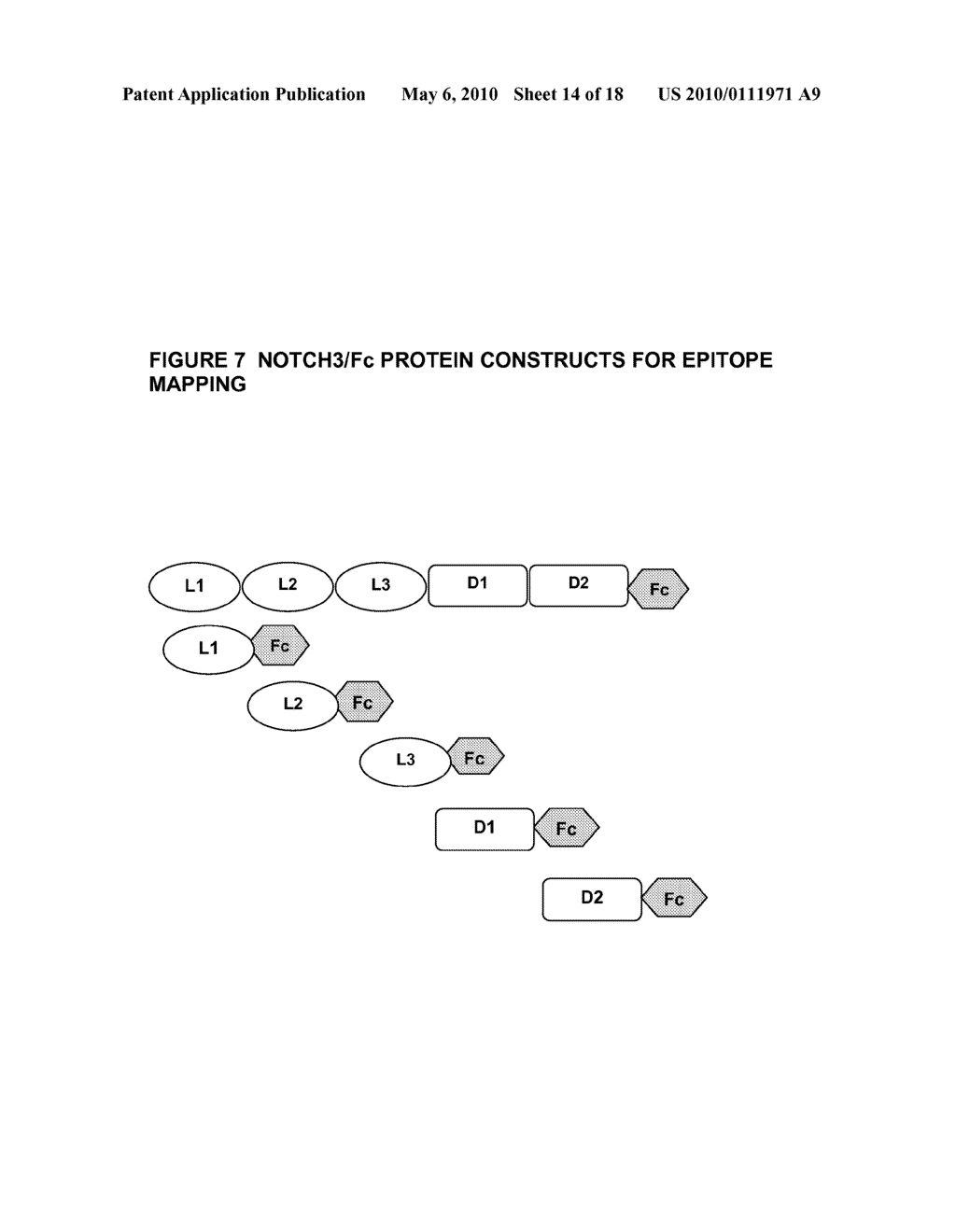 ANTI-NOTCH3 AGONIST ANTIBODIES AND THEIR USE IN THE TREATMENT OF NOTCH3-RELATED DISEASES - diagram, schematic, and image 15