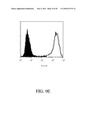 ANTIBODIES DIRECTED TO THE DELETION MUTANTS OF EPIDERMAL GROWTH FACTOR RECEPTOR AND USES THEREOF diagram and image