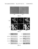 SMALL PEPTIDE FOR ANTI-ANGIOGENESIS AND USE THEREOF diagram and image