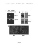 Use of conditional plasmodium strains lacking an essential gene in malaria vaccination diagram and image