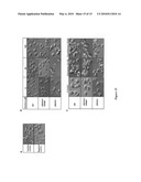 Use of conditional plasmodium strains lacking an essential gene in malaria vaccination diagram and image