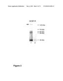 METHODS OF TREATING NEUROLOGICAL CONDITIONS WITH HEMATOPOEITIC GROWTH FACTORS diagram and image