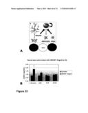 METHODS OF TREATING NEUROLOGICAL CONDITIONS WITH HEMATOPOEITIC GROWTH FACTORS diagram and image