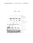 PEPTIDE COMPOUND AND USE THEREOF diagram and image