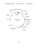 Nontoxigenic Clostridium Botulinum Strains and Uses Thereof diagram and image